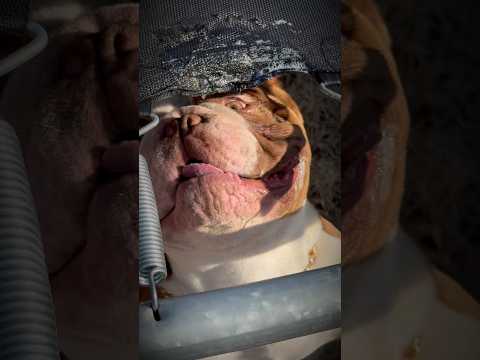 Offset was having a bad day, attacks the hand that feeds him 😱🤯 #fyp #trendingshorts #dogs
