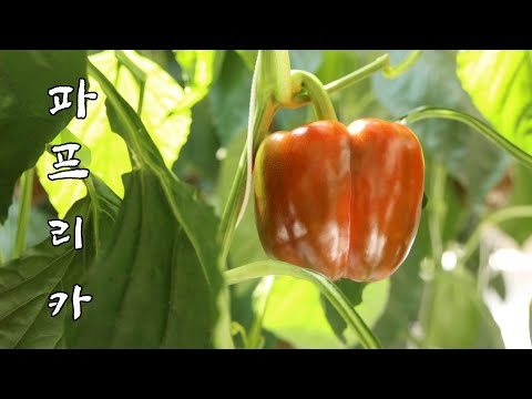 촉촉한 싱그러움×시원함이 그대로 느껴지는 청정 파프리카★