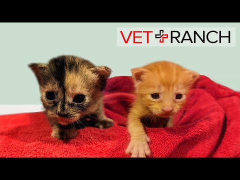 Newborn Homeless Kittens "Dropped Off" SAVED!