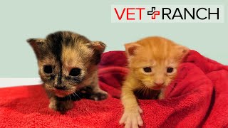 Newborn Homeless Kittens "Dropped Off" SAVED!