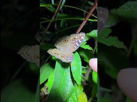 tocando em todos os animais #shorts