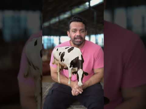 Let’s break down the difference between Desi cow ghee and HF cow ghee.