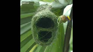Nature’s Craftsbird at Work 🪹🕊️  #weavers #nature #nestbuilding