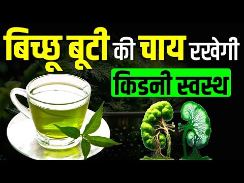 🍀☕ बिच्छू बूटी की चाय रखेगी किडनी स्वस्थ | Ayurvedic Medicine for Kidney | #kidney | #medicine