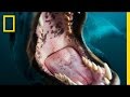 Understanding Leopard Seals