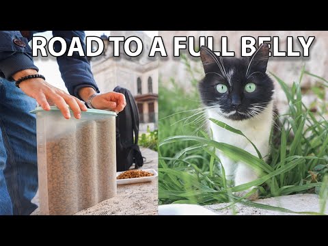 How I Make a Difference Every Day ( Cat food, Cat litter, Funny cat videos )