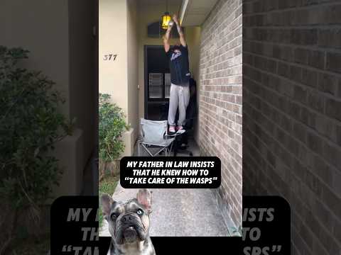 ⚠️When Stunads and wasps ?collide ??? #reaction #viral #dogs #funny