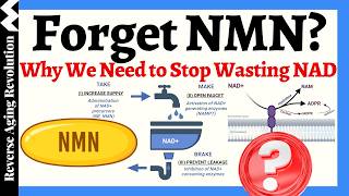 Forget NMN? Why We Need to Stop Wasting NAD!!!