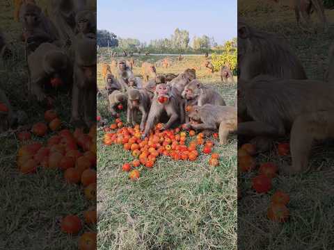 Aha tamatar bade majedar 🍅🐒 trending song #bandar #monkeyvideo #monkey 01819