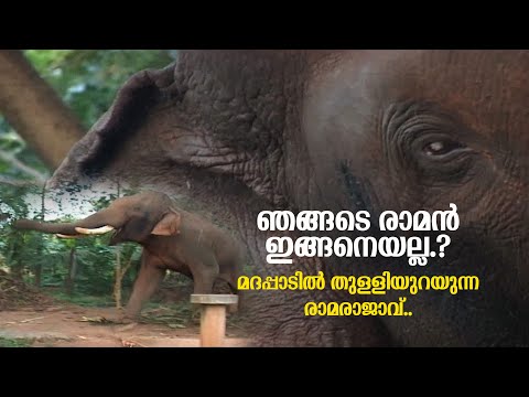 ഏഷ്യയിലെ No.1 കൊമ്പൻ മദപ്പാടിൽ ഉറഞ്ഞു തുള്ളുമ്പോൾ..18 വർഷം മുമ്പുള്ള അപൂർവ്വദൃശ്യങ്ങൾ.!