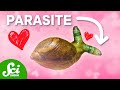 Parasites and Their Ecological Importance