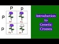 Genetics Concepts and Terminology