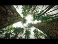 Understanding Forest Ecosystems