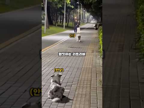 3년만에 재회한 두 댕댕이 반응