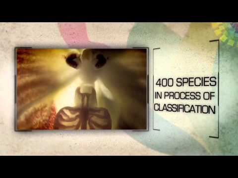 Ecuador Country of Orchids (English subtitles)