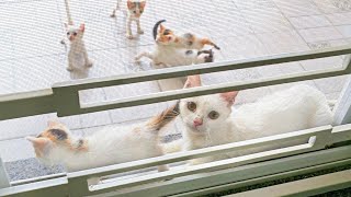 Who would've thought this stray cat would end up bringing the whole family!