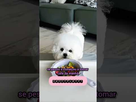 Esse cachorrinho foi a uma festa de aniversário. #pets #petsfofinhos #shorts #youtubeshorts