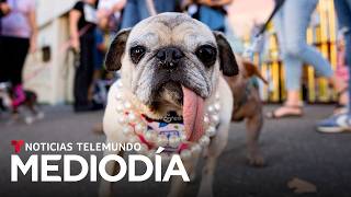 Esta pug rescatada de Corea del Sur ganó la competencia del Perro Más Feo del Mundo