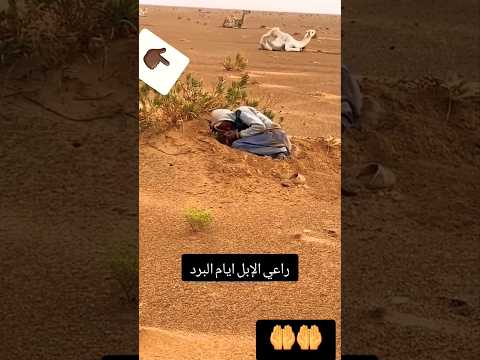 راعي الإبل حفره من البرد الله يعينه