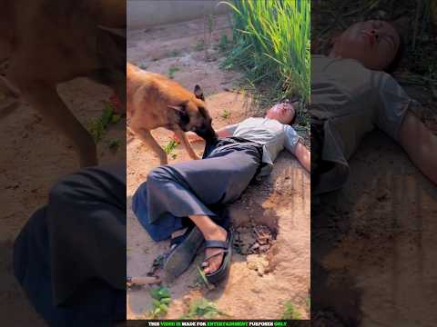 unbelievable There is no dog this smart in the whole world #shortsvideo