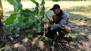 Magtanim Muna Tayo ng Saging