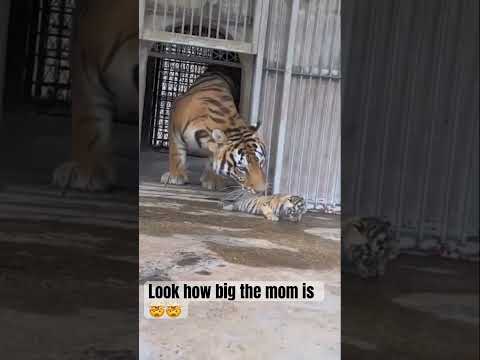 When the mom popped up I was like HOLY CRAP lmaooo #fyp #nature #tiger #baby #shorts #wow