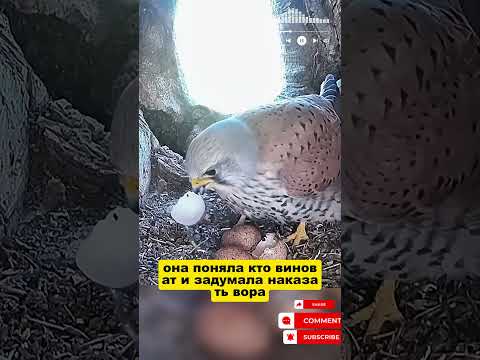 Месть матери сокола