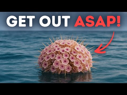 If You Spot These Flowers in the Sea, Swim Away Fast