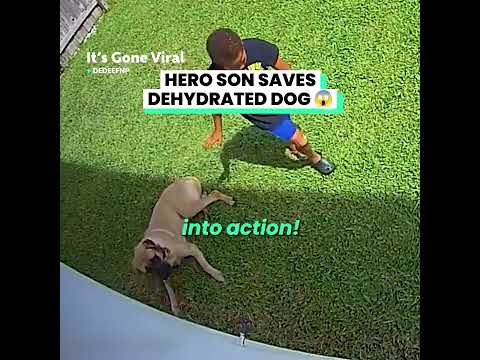 I wouldโve been on full panic mode ๐ฑ #hero #dog #dogs #shortsfeed #funfordayz98 #short #son