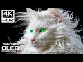 Special OLED TEST  Dolby Vision Demo  4K HDR 120 FPS