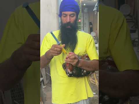 aseel murga ko calcium kasa dah🙏#viral #aseel #hjvlogsjammu #aseelmurga #shorts #animals #pets
