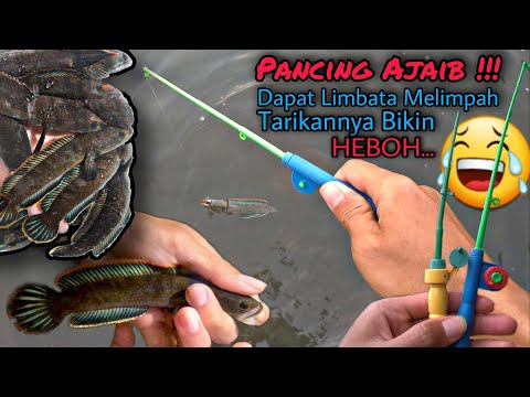 Mancing Channa Limbata Pakai Pancing Mainan, dapat banyak Jumbo-Jumbo!!!