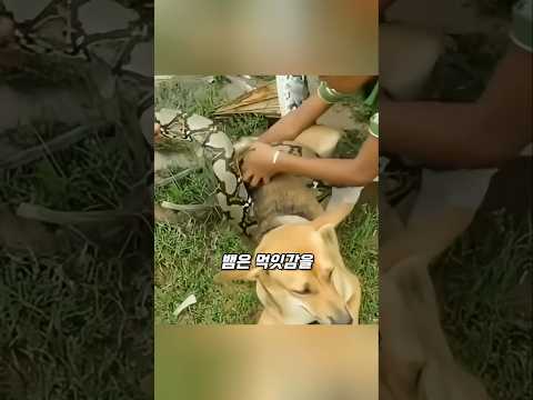 뱀에 감겨 있는 개를 구출한 소년들