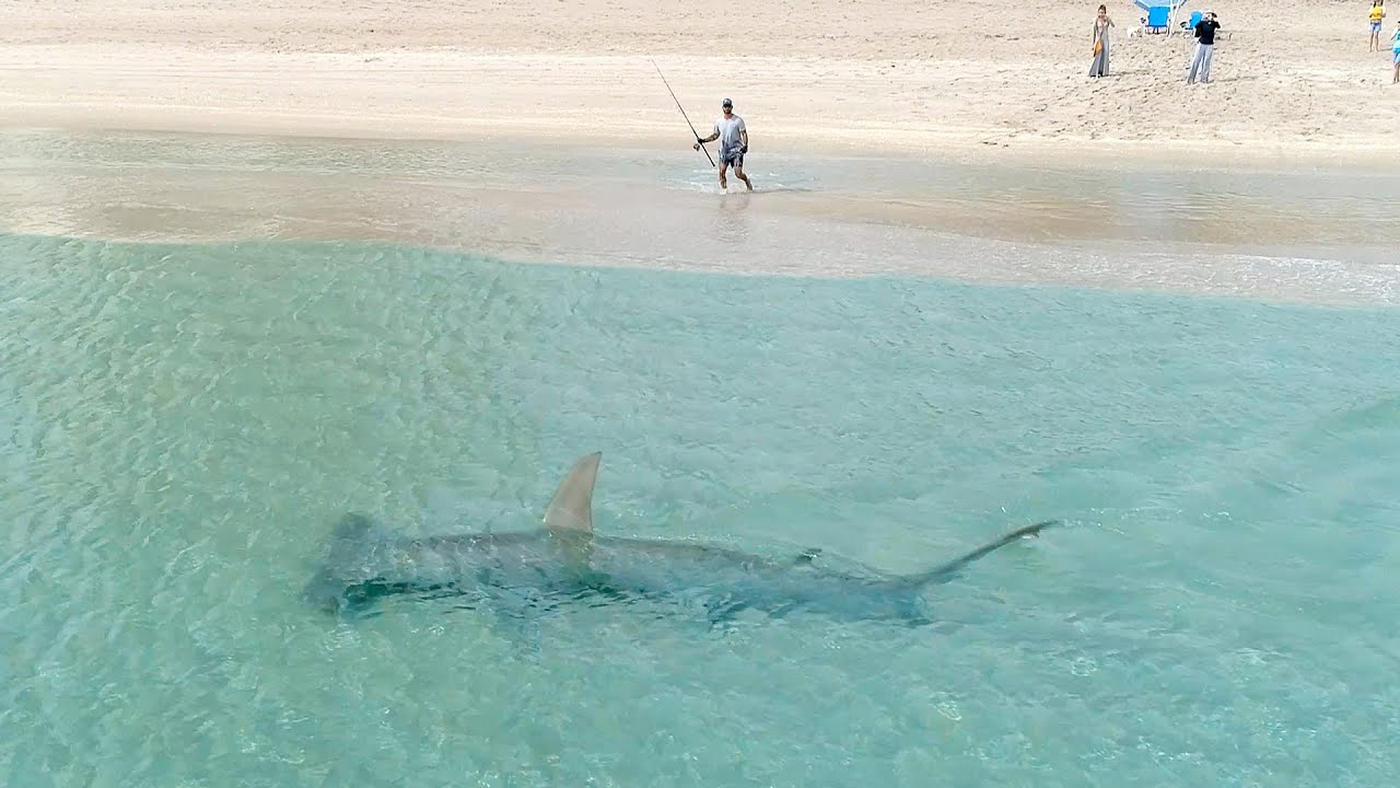 Giant Hammerhead Sharks Hunting Blacktip Sharks 3