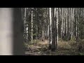 Fall Foliage and Aspen Health