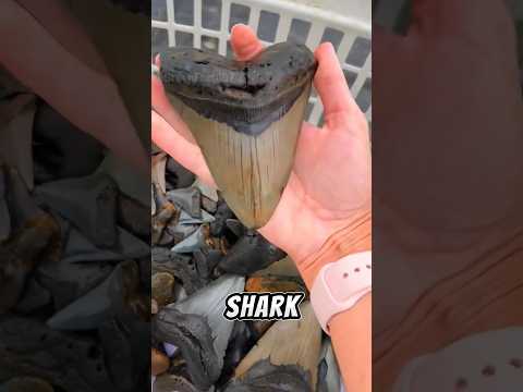 Shark Teeth EVERYWHERE?! 🦈 (The Truth About Shark Teeth) #shorts