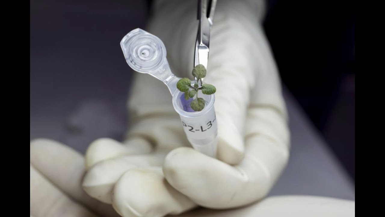 Scientists use Lunar Soil to Grow Plants