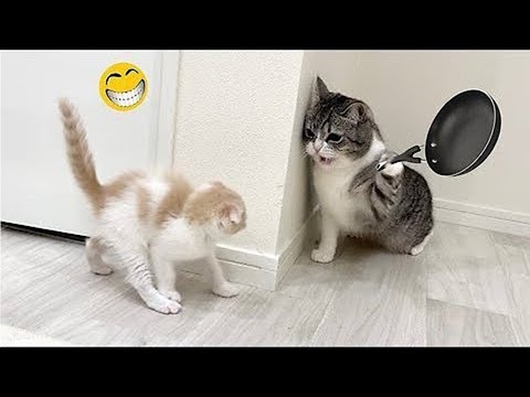 Animales Más divertidos 😄😃🤣 Nuevos Videos Graciosos De Gatos Y Perros 😹🐶