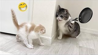 Animales Más divertidos 😄😃🤣 Nuevos Videos Graciosos De Gatos Y Perros 😹🐶