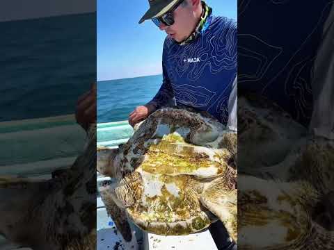 Sea Turtle Rescue. #turtle #funny #funnyanimals