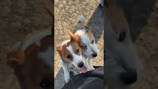 【犬あるある】1つしかないと､こうなります#shorts #犬