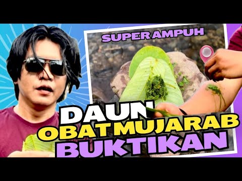 Daun ini sangat luar biasa kawan | Penelusuran tim x turbin di hutan