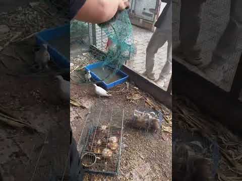 #农村人干活就是这么实在 #animals #funnyanimals #pets