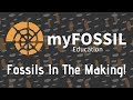 Paleontology and Fossil Understanding