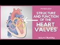 Heart Valves and Their Functions