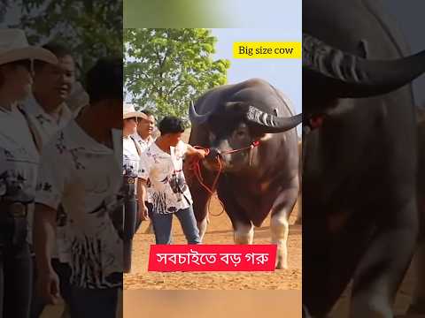 ৩০ লক্ষ টাকার গরু 🐂পাগলা গরু Pagla goru 🐮বড় গরু 😮#cow  #short #shors Big size  #ভয়ঙ্কর গরু
