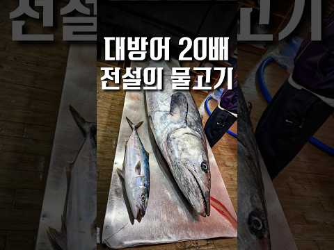 전설의 물고기를 파는 오마카세 #shorts #맛집