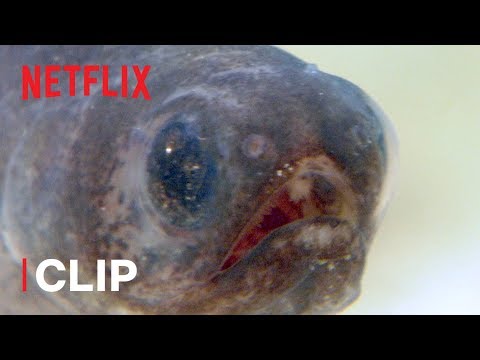 Pearlfish are the Strangest Things 🌍 Absurd Planet | Netflix Futures