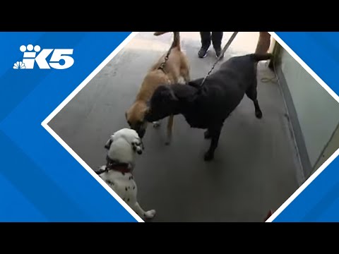 YouTube video thumbnail: Washington State Ferries Launches Trial Program Allowing Leashed Dogs in Passenger Cabins