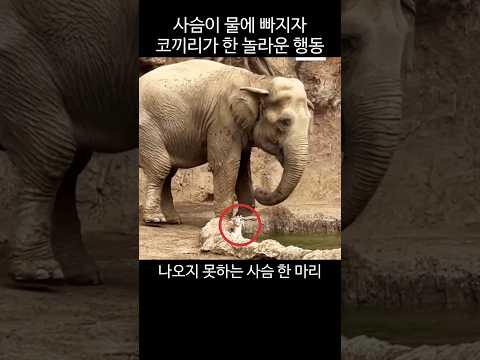사슴이 물에 빠지자 코끼리가 한 놀라운 행동
